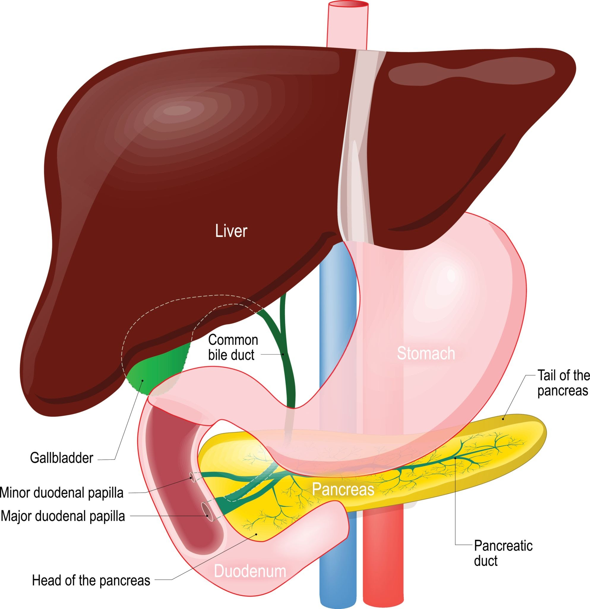 Anatomical diagram showing the pancreas, liver, stomach, gallbladder, and surrounding digestive organs